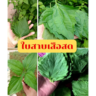 ใบสาบเสือ 200 ใบ (สมุนไพร) ดอกสาบเสือ สหมานแผล ห้ามเลือด ธรรมชาติ ใบไม้ สีเขียว ส่งทั่วไทย ไม่ช้ำ ไม่เน่า รับประกัน