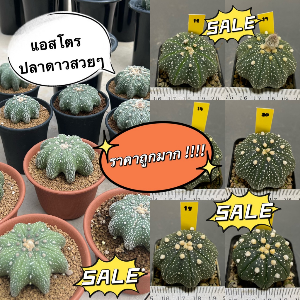 แคคตัส-แอสโตรปลาดาว-astrophytum-super-kabuto-สวนนายธีร์-b2