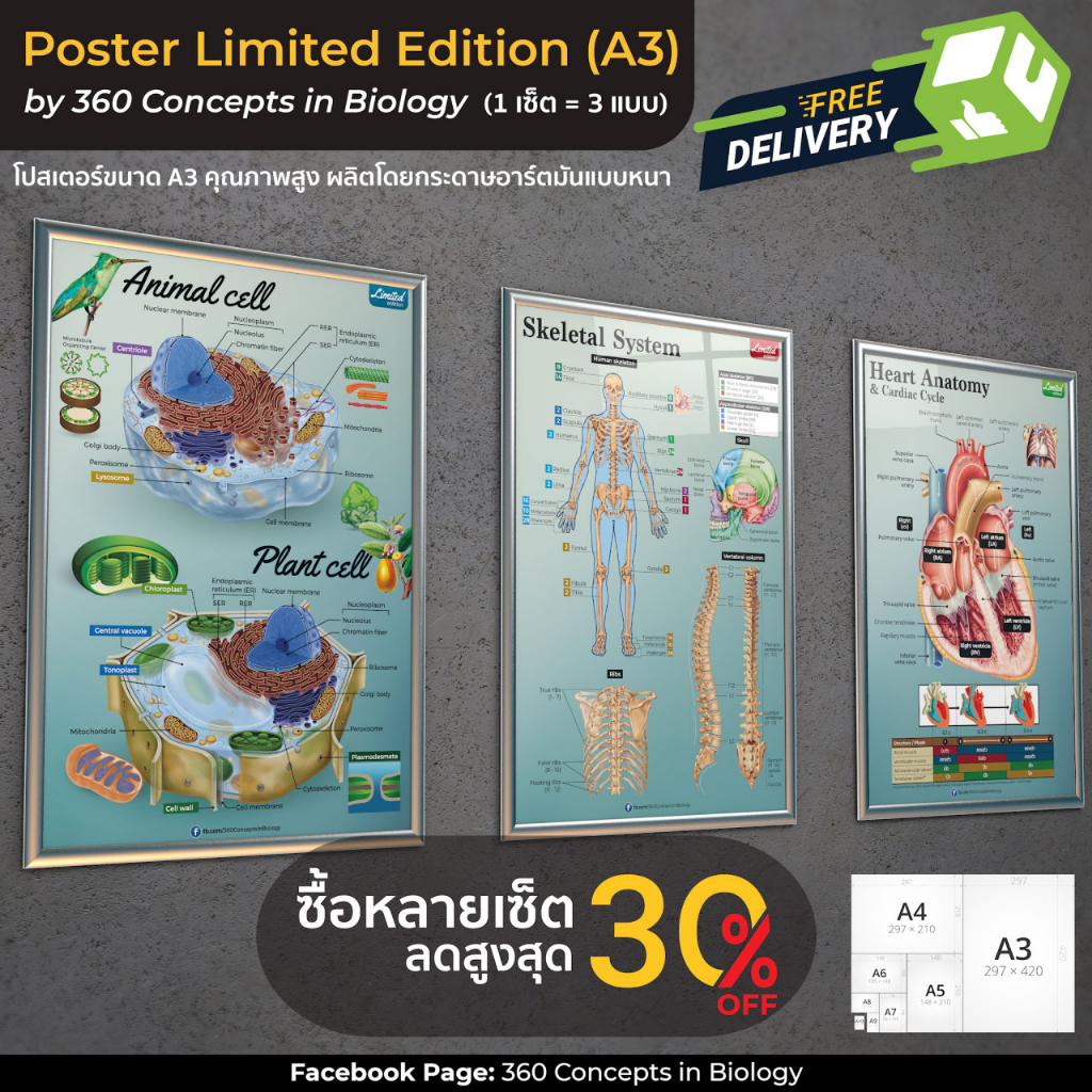 set-poster-limited-ed-a3-1-set-3-แผ่น-l-โปสเตอร์ชีววิทยา-l-cell-structure-skeletal-system-และ-heart-anatomy