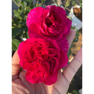 กุหลาบเคท kate rose กุหลาบสายพันธุ์อังกฤษ เป็นกุหลาบตัดดอกสีสดทรงถ้วย สวยมาก