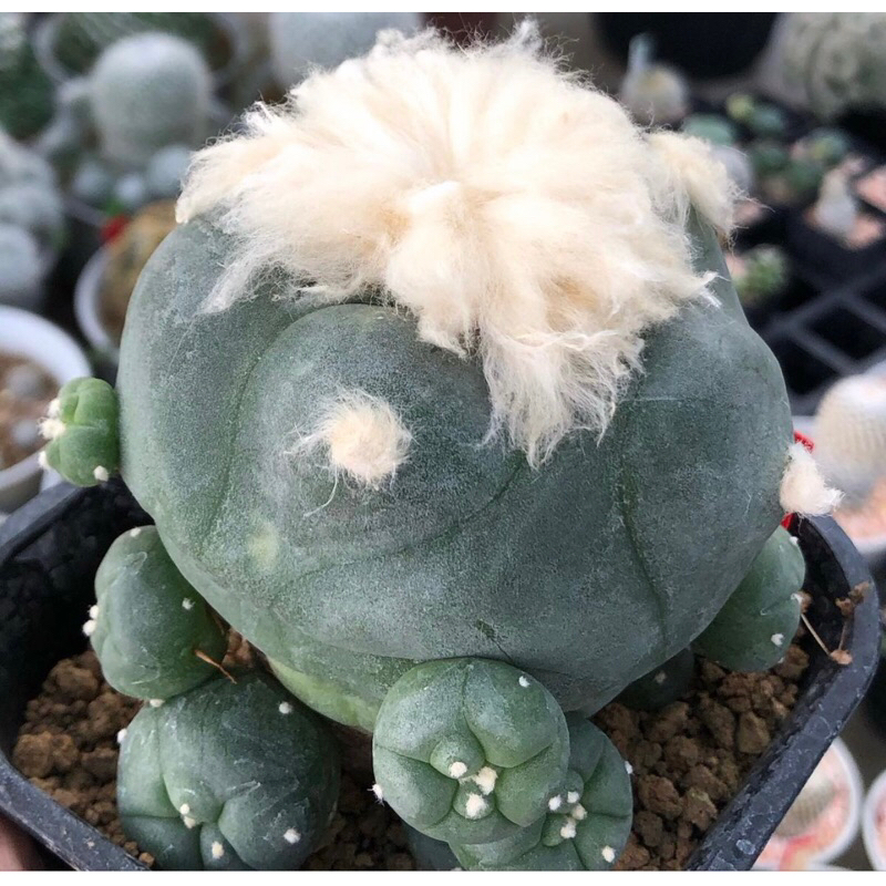 เจ้าเปาด่าง-lophophora-diffusa-koike-variegata-หน้าอ้วน-เต้าบุ๋ม-ความสวยเต็มคาราเบล-ขนปุยมากก