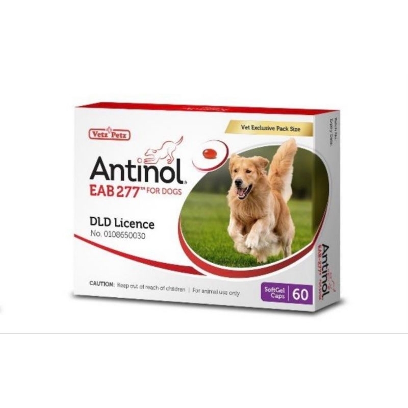 ภาพหน้าปกสินค้าAntinol DOG 60 แคปซูล(หมดอายุ12/2024)แพ็คเกจใหม่ อาหารเสริมบำรุงข้อ ข้ออักเสบ 1 กล่องบรรจุ 60 เม็ด