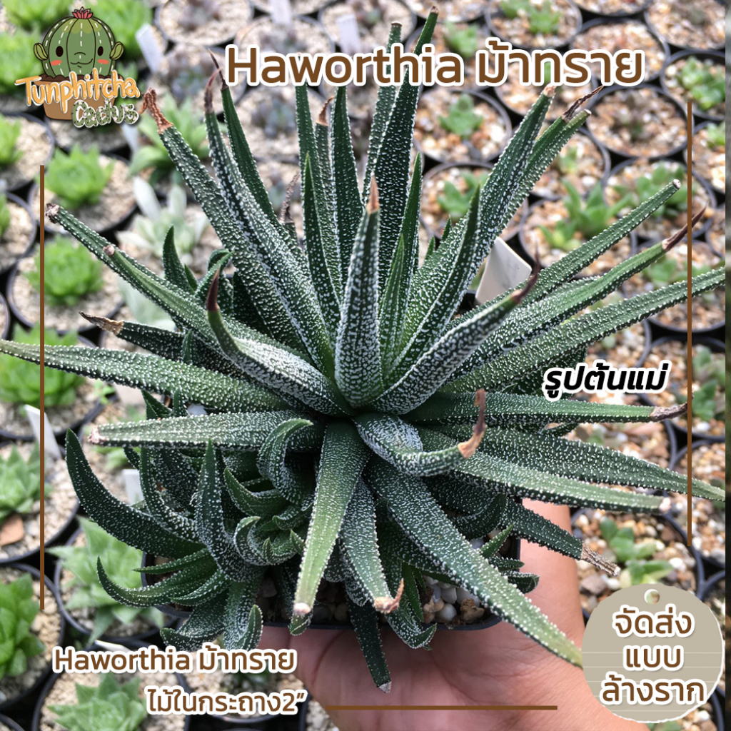 ฮาโวเทีย-haworthia-ม้าทราย-ไม้ในกระถาง2-ส่งแบบล้างราก