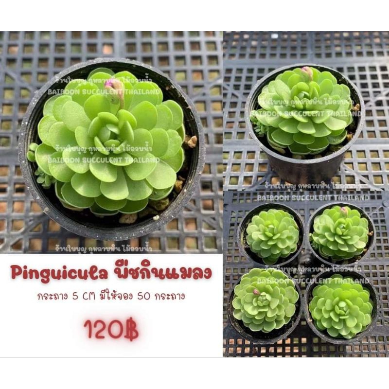 พืชกินแมลง-pinguicula-esseriana-ไม้กินแมลง-ดอกสีขาวม่วง-succulent-echeveria-haworthia-cactus-lithop-ไม้อวบน้ำ