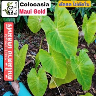 ตัดสดพร้อมใบ Colocasia Maui Gold โคโลคาเซีย มาอิ โกลด์