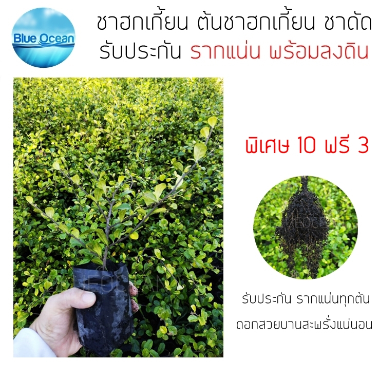 ชาฮกเกี้ยน-ต้นชาฮกเกี้ยน-ขั้นต่ำ-10-ต้น-พิเศษ10-ฟรี-3-ชาดัด-ราคาต่อ-1ต้น-ถุงเบอร์-2