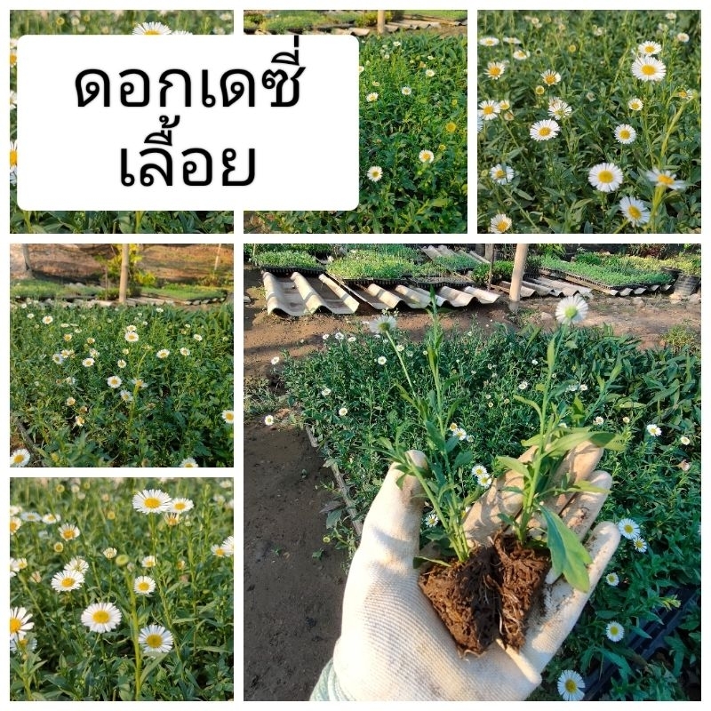 ดอกเดซี่เลื้อย-สวยๆ-รากแน่นๆ