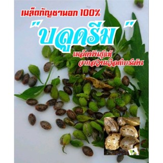 🌿 เมล็ดกัญชานอก100🌿บลูดรีม🌿 สายฟินและผ่อนคลายช่วย🌿ให้นอนหลับง่าย🌿