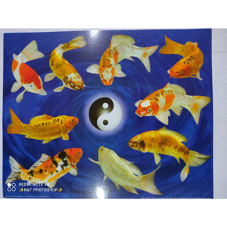 ภาพโปสเตอร์ ปลาคร๊าฟ8ตัว ว่ายวนหยินหยาง 16×20