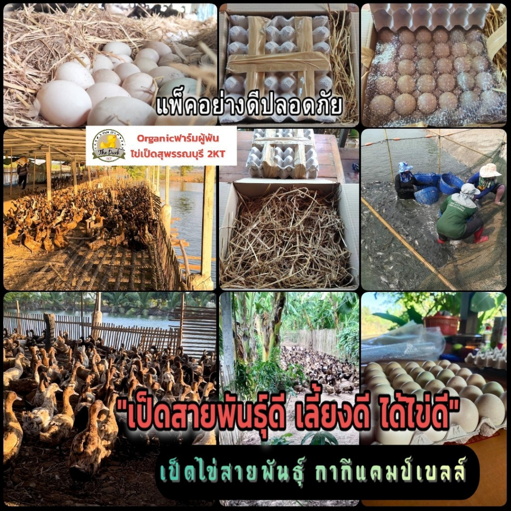 ไข่เป็ด-organic-ไข่เค็ม-ไข่เยี่ยวม้า-ฟาร์มผู้พันไข่เป็ดสุพรรณบุรี2kt-เลี้ยงแบบธรรมชาติเป็ดอารมณ์ดี