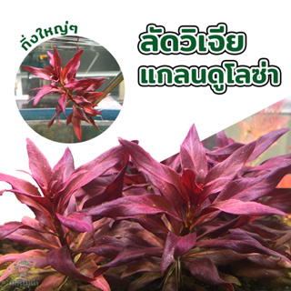 ลัดวิเจีย แกลนดูโลซ่า Ludwigia Glandulosa ต้นไม้น้ำ