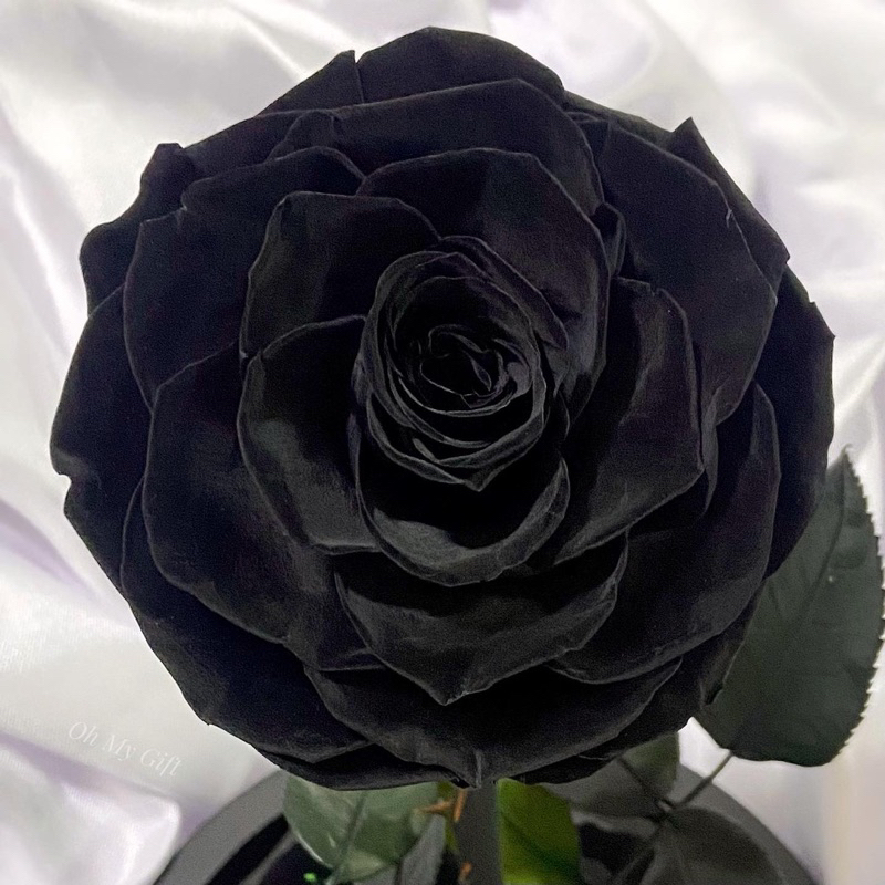 preserved-rose-flower-ดอกกุหลาบอมตะในโหลแก้ว-สวยสดนาน5ปี-กุหลาบสีดำ