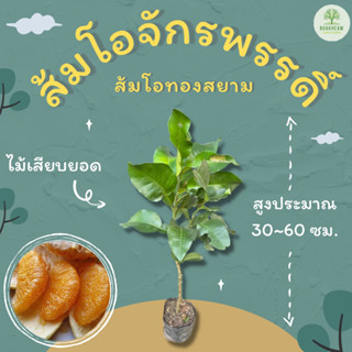 ต้นพันธุ์ส้มโอจักรพรรดิ์ ส้มโอทองสยาม ส้มโอจักรพรรดิ์