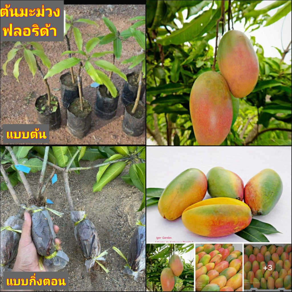 1กิ่งตอน-กิ่งตอน-มะม่วงฟรอริด้า-พันธุ์-วาเลนเซีย-valencia-pride-mango-มะม่วง-ฟรอริด้า-ฟลอริด้า-พิสุทธิ์