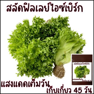 100 เมล็ด เมล็ดพันธุ์สลัด ฟิลเลย์ไอซ์เบิร์ก (Frillice Ice Berg Lettuce)