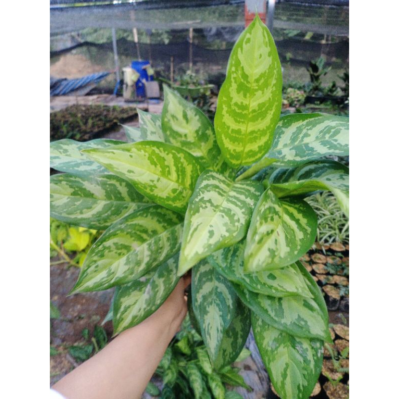 aglaonema-มหาเศรษฐี-ส่งพร้อมถุงขนาด-4-9-นิ้ว