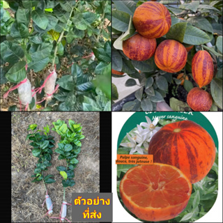 (1กิ่งตอน) กิ่งตอน ส้ม แซงกวินนีโอ Sanguineo Orange ต้นส้ม / พิสุทธิ์