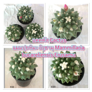 แคคตัส Cactus แมมปุยหิมะ อิรุซามุ Mammillaria bucareliensis Erusamu  ติดตุ่มดอก