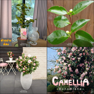 (1ต้น) ต้น ดอก คามิเลีย ต้นคามิเลีย คาเมลเลีย Camellia Bonimiana / Planty