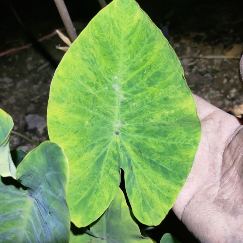 colocasia-green-lantern-ตัดสดไม่ตัดใบ-โคโลคาเซีย-กรีน-เเลนเทิร์ล-hybrid-mojito-x-white-lava