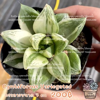 Haworthia Cymbiformis Variegated ฮาโวเทียด่าง succulent echeveria cactus lithop กุหลาบหิน ไม้อวบน้ำ