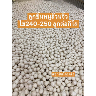 ลูกชิ้นหมูจิ๋ว ไซด์240-250ลูกต่อกิโล เกรดปิ้ง ย่าง ก๋วยเตี๋ยว แพ้ค สูญญากาศ