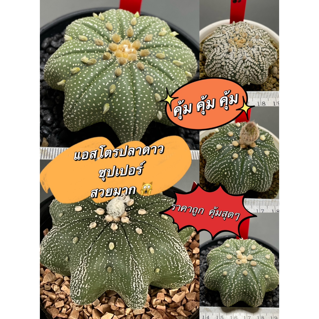 แคคตัส-แอสโตรปลาดาว-เว้าๆ-แบนๆ-สวยๆ-astrophytum-super-kabuto-สวนนายธีร์-b8