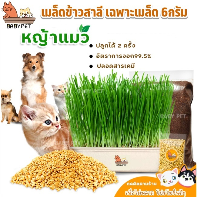 p052-baby-pet-เมล็ดข้าวสาลี-หญ้าแมว-ต้นอ่อนข้าวสาลี-เฉพาะเมล็ด-6กรัม