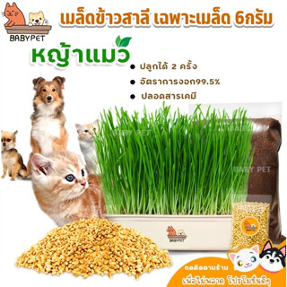 ภาพหน้าปกสินค้า【P052】BABY PET😸เมล็ดข้าวสาลี หญ้าแมว ต้นอ่อนข้าวสาลี เฉพาะเมล็ด 6กรัม 😻💗 ที่เกี่ยวข้อง