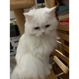 ก้อนขนแมว เปอร์เซีย สีขาว