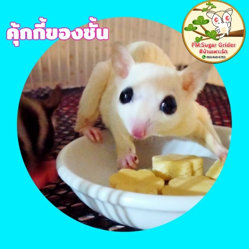 ขนมสัตว์เลี้ยง-ขนมผิง-กลิ่นนม-สำหรับสัตว์เล็ก