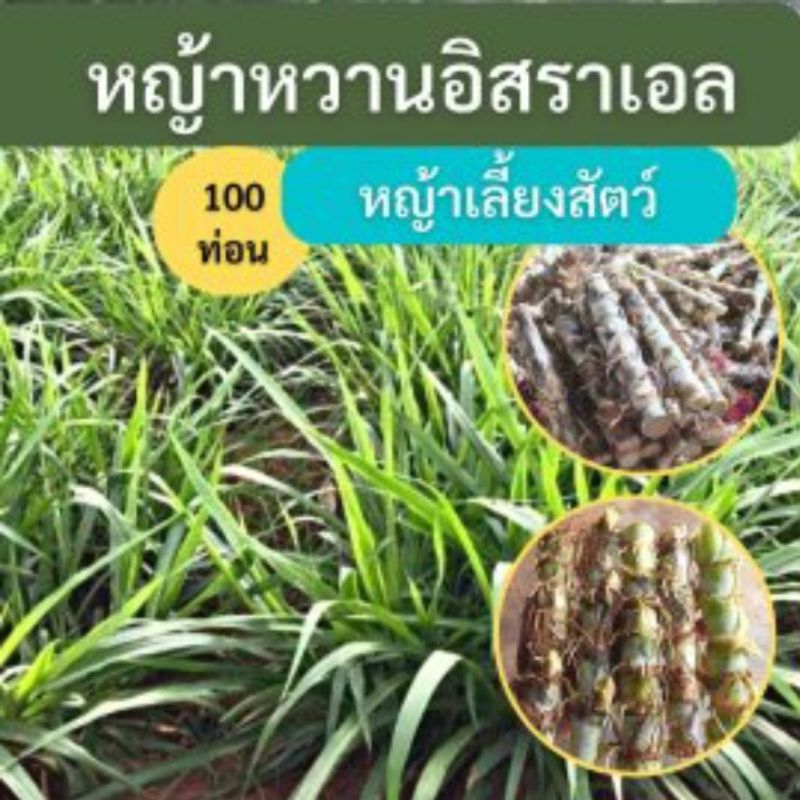 หญ้าหวานอิสราเอล-100-ท่อน-หญ้าสำหรับปลูก-หญ้าหวาน-หญ้าเลี้ยงสัตว์-หญ้าเลี้ยงวัว-หญ้าเลี้ยงแพะ