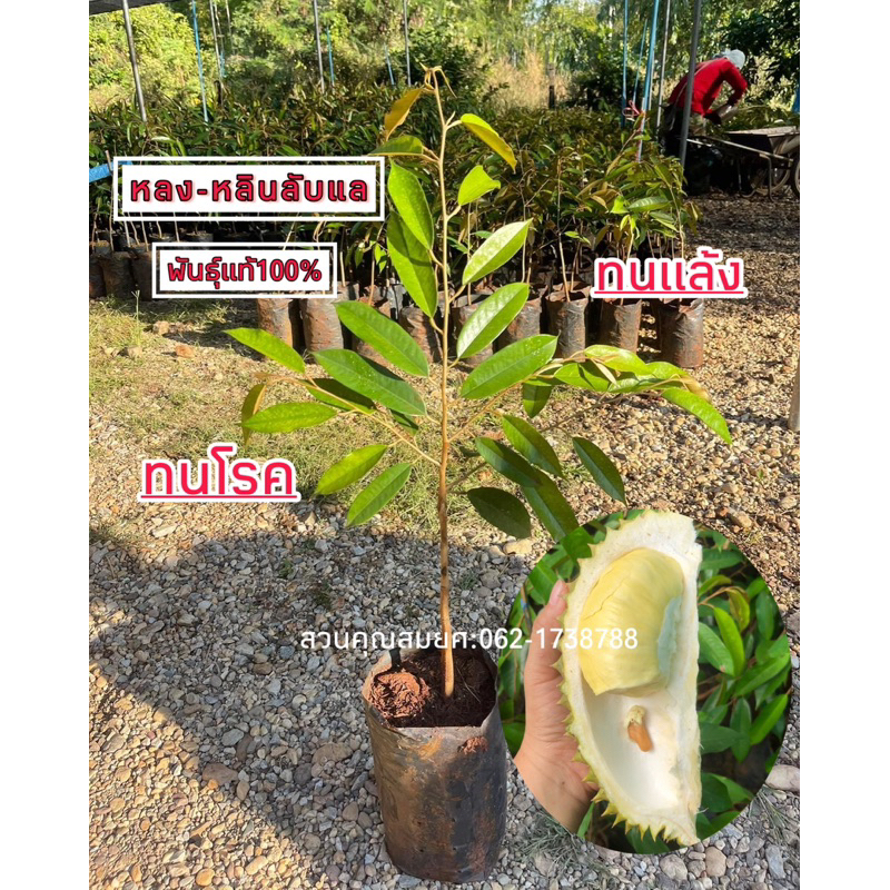 My Image 34