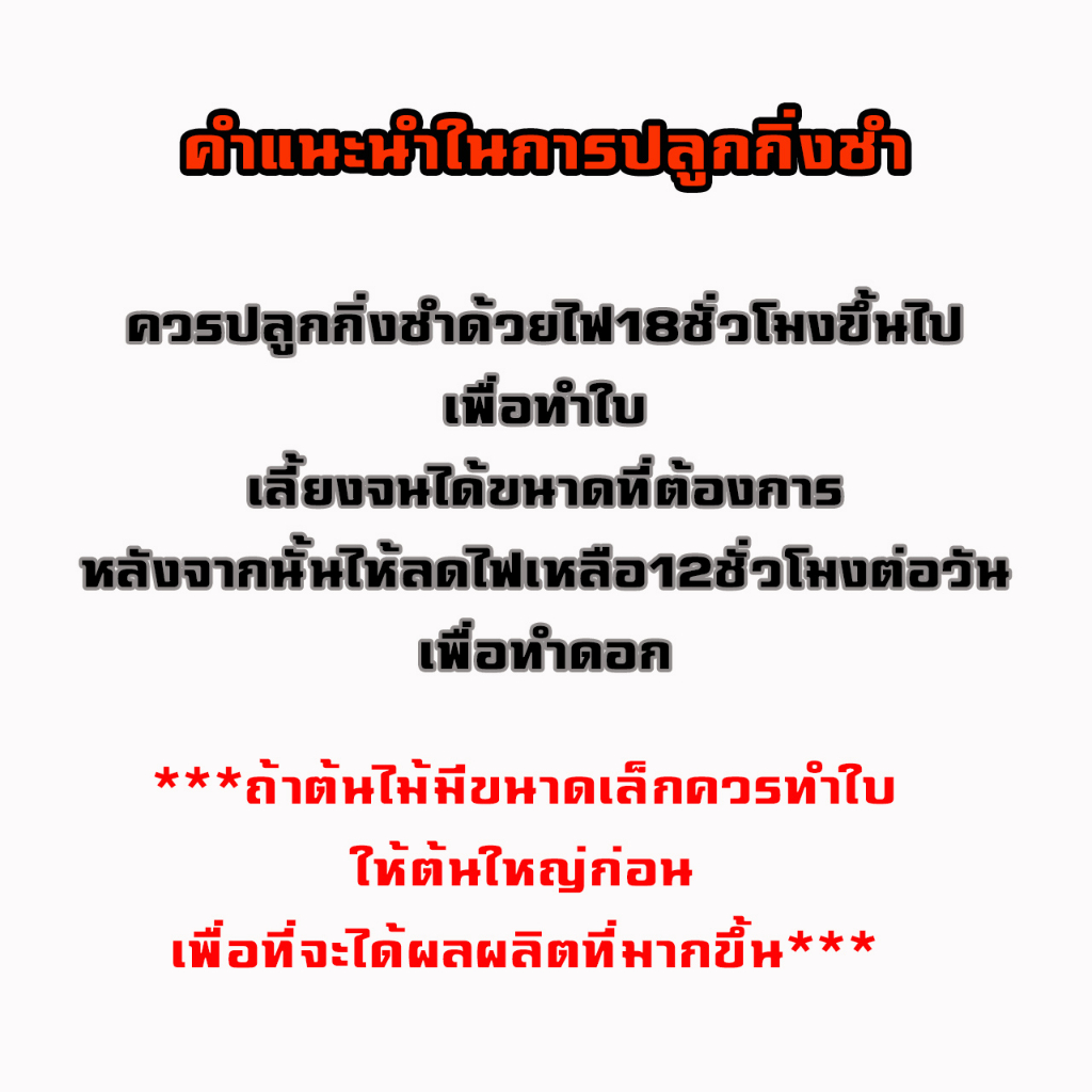 กิ่งชำกัญชา-size-m-เอ็กโซติก