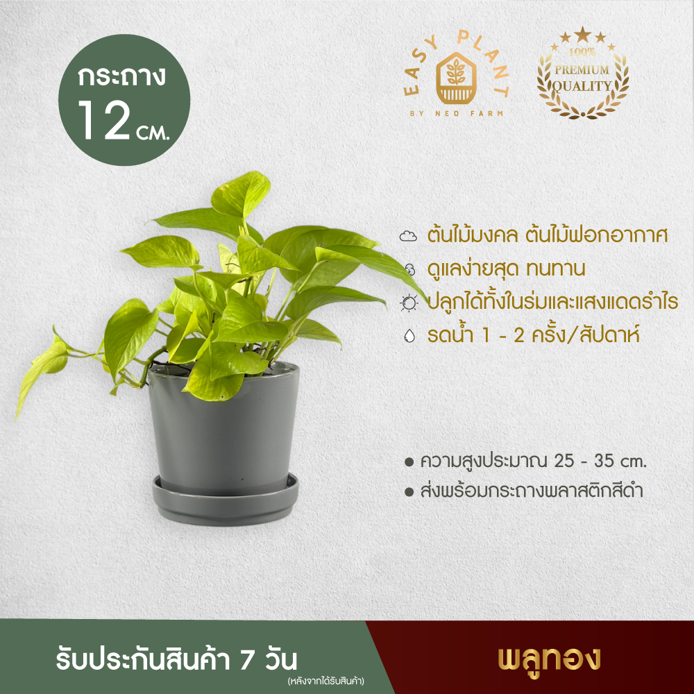 พลูทอง-l-epipremnum-aureum-ต้นไม้ฟอกอากาศ-ต้นไม้น้ำ-ไม้เลื้อย-ใบสวย-เลี้ยงง่าย-ต้นไม้ประดับตกแต่งบ้านและสวน-easyplant