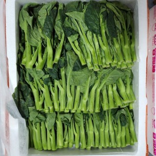 (พร้อมทาน) FillFresh • ยอดคะน้าฮ่องกง ｜พร้อมส่ง สดใหม่ พร้อมทาน