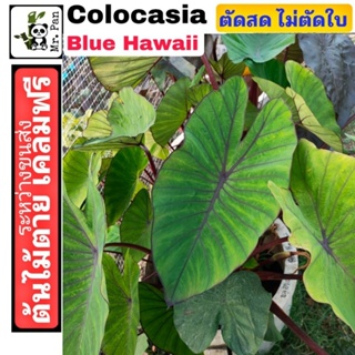 (ตัดสดไม่ตัดใบ) Colocasia Blue Hawaii ไม้ Hybrid โคโลคาเซีย บลูฮาวาย บอน