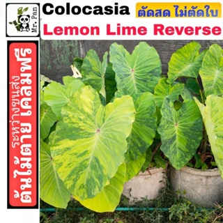 Colocasia Lemon Lime reverse ถอนสด ไม่ตัดใบ โคโลคาเซีย เลม่อน ไลม์รีเวิส