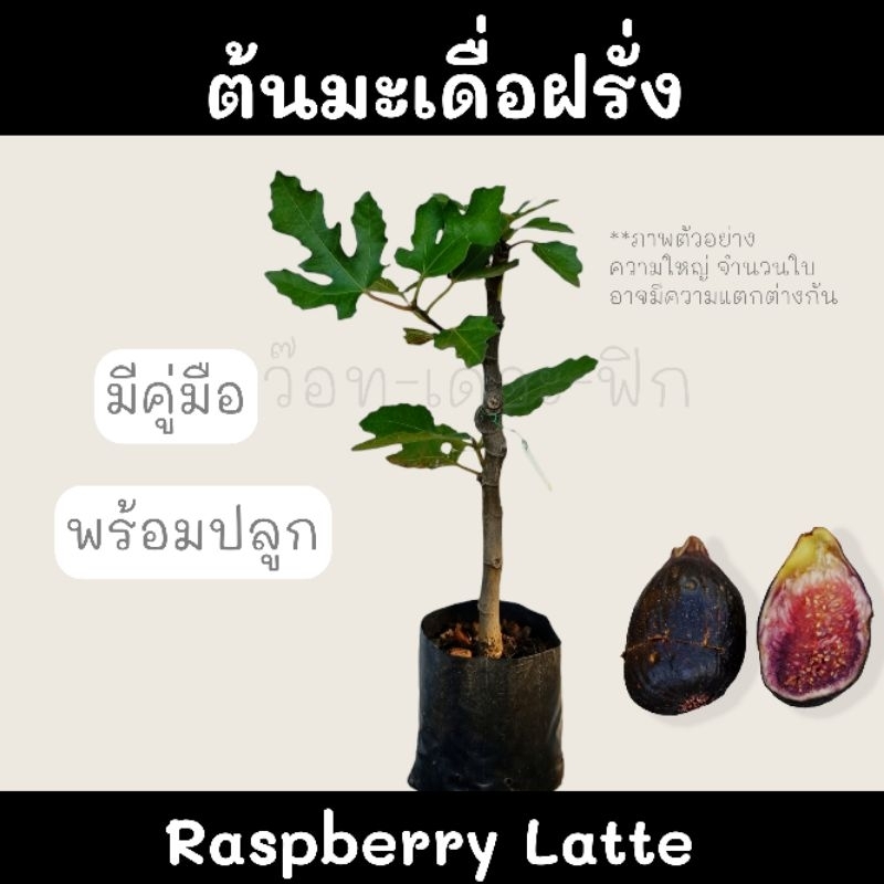 ต้นมะเดื่อฝรั่ง Raspberry Latte Fig ผลไม้สุขภาพ อร่อย ปลูกง่าย Shopee