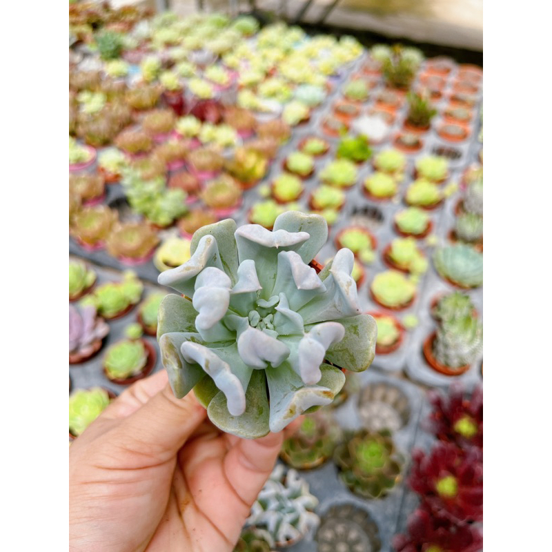 echeveria-กุหลาบหินเบจมาศ