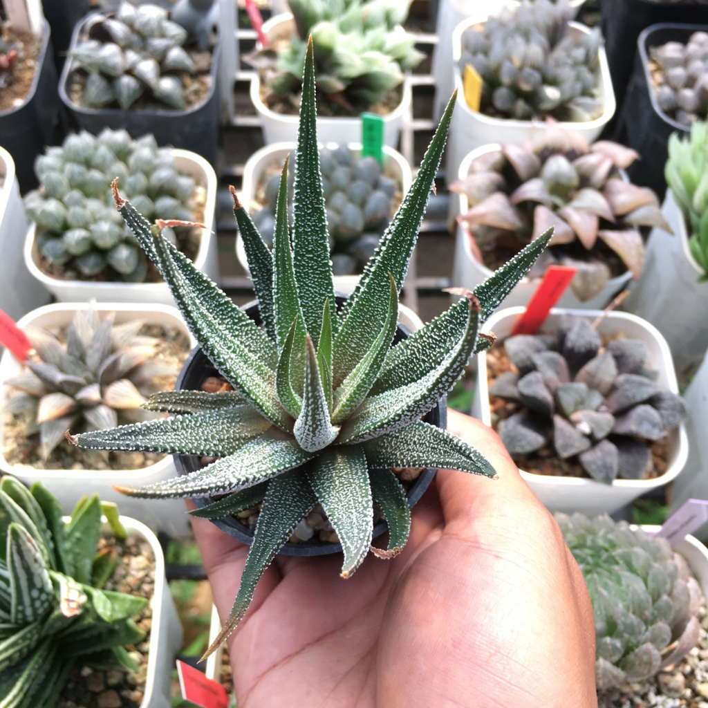 ฮาโวเทีย-haworthia-ม้าทราย-ไม้ในกระถาง2-ส่งแบบล้างราก