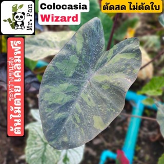 colocasia wizard ตัดสด ไม่ตัดใบ โคโลคาเซีย วิซาร์ท Hybrid Black Coral x Lemon Lime