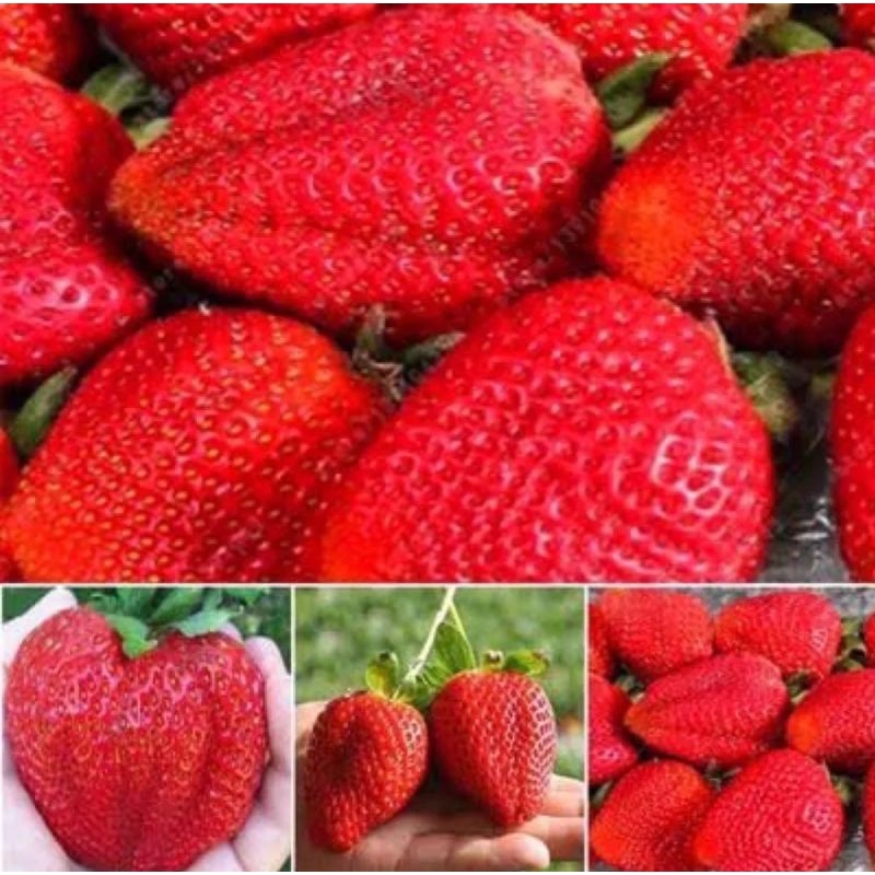 เมล็ดพันธุ์-สตอเบอรี่-ยักษ์-giant-strawberry-seed-บรรจุ-30-เมล็ด