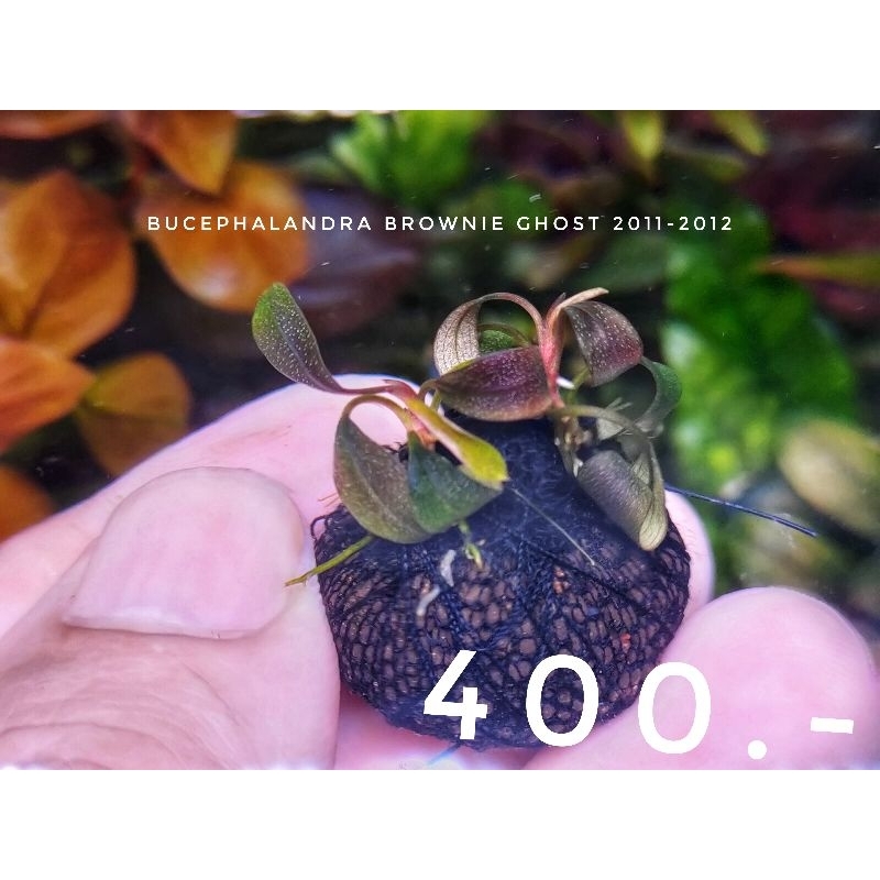 👻💯bucephalandra brownie ghost 2011-2012/ 2015 / 2016 / 2017 ใบ