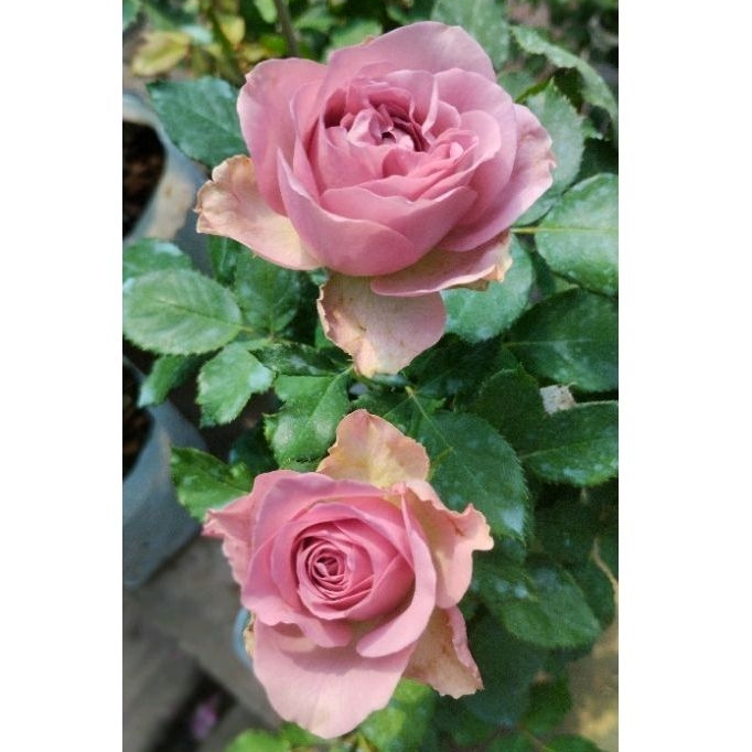 กุหลาบ มงมาร์ต (Montmartre Rose) | Shopee Thailand