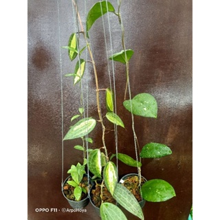 Hoya จัดเซต 3 กระถาง 459 บาท hoya crassipetiolata splash + hoya macrophylla pot of gold + hoya cv joy