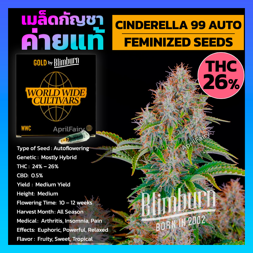 เมล็ดพันธุ์-cinderella-99-auto-feminized-เมล็ดค่าย-blimburn-seeds-นำเข้าจาก-สเปน-รับประกัน-แท้100-แบ่งขาย