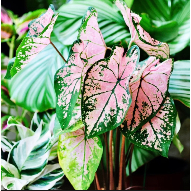 บอนสี-100เมล็ด-mixed-colors-caladium-seeds-flower-seed-บอนสีหายาก-ต้นไม้มงคล-ต้นไม้ฟอกอากาศ-พันธุ์ไม้หายาก