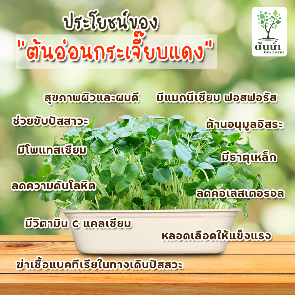 เมล็ดต้นอ่อน-เมล็ดผักไมโครกรีน-แบบซองราคาส่ง-microgreen-ทานตะวัน-โตเหมี่ยว-ไควาเระ-ผักบุ้ง-ไมโครกรีน