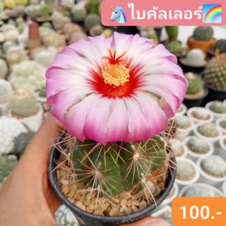 🌈ไบคัลเลอร์ ดอกสีชมพู🌸ดอกใหญ่มาก มีกลิ่นหอม🌵กระบองเพชร แคคตัส